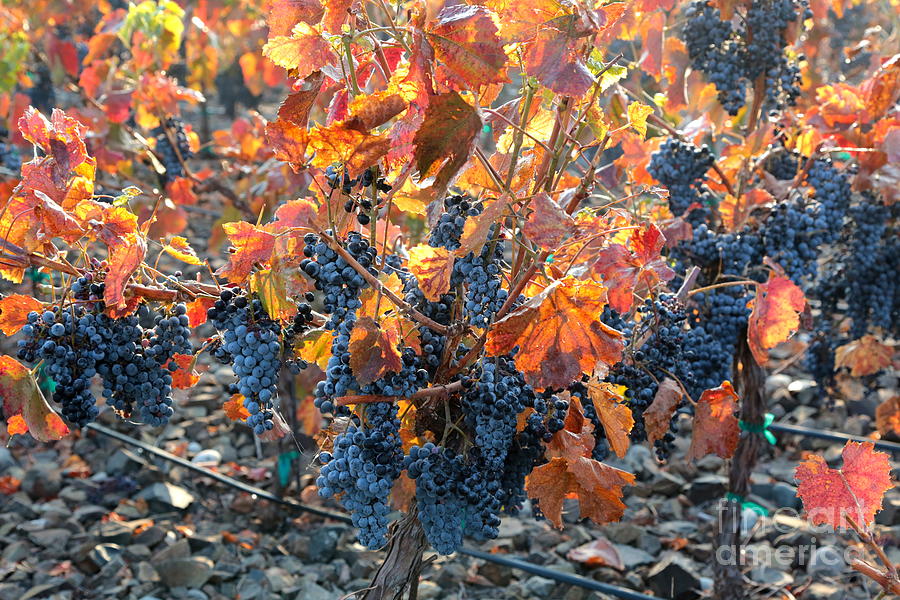 Washington Autumn Vineyard Photograph by Carol Groenen