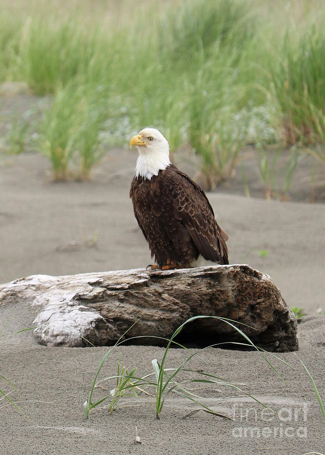 Washington Beach Bald Eagle Photograph by Carol Groenen
