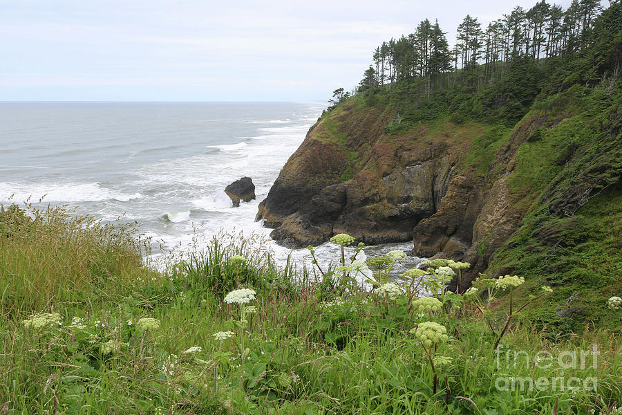 Washington Beach Cliff With Wildflowers Photograph