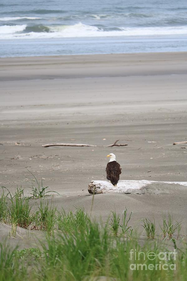 Washington Beach Eagle Photograph by Carol Groenen