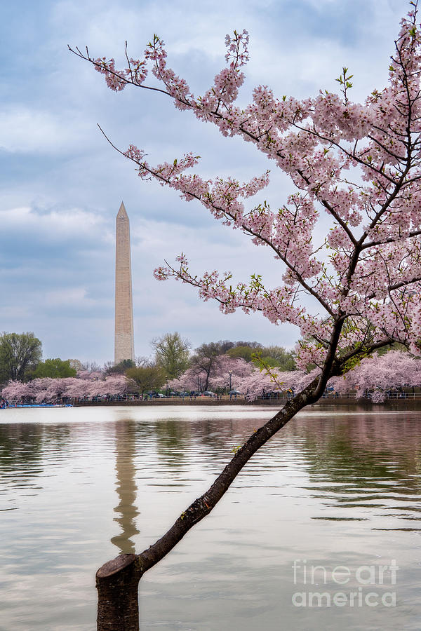 Washington cherry blossom frame Photograph by Izet Kapetanovic