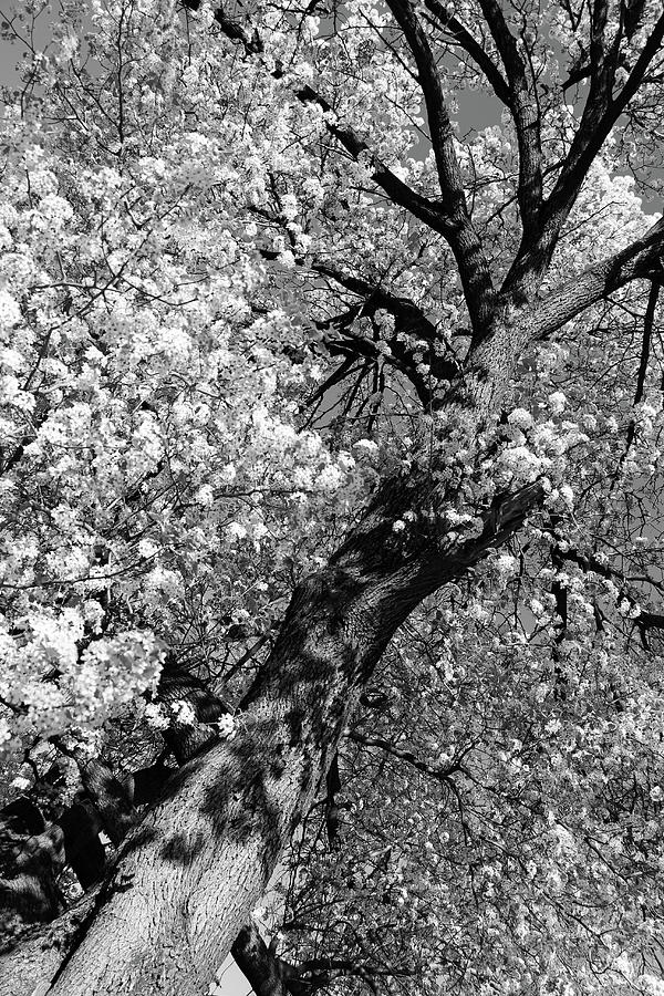 Dupont Circle Cherry Blossoms - 1b Photograph