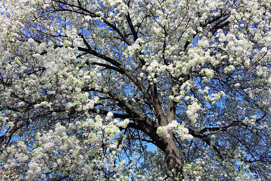 Dupont Circle Cherry Blossoms - 3a Photograph