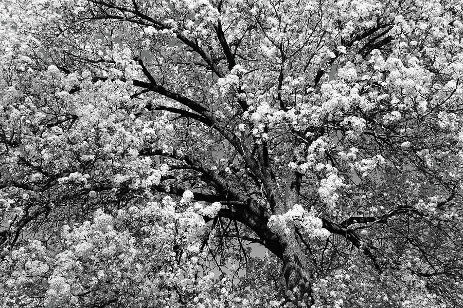 Dupont Circle Cherry Blossoms - 3b Photograph