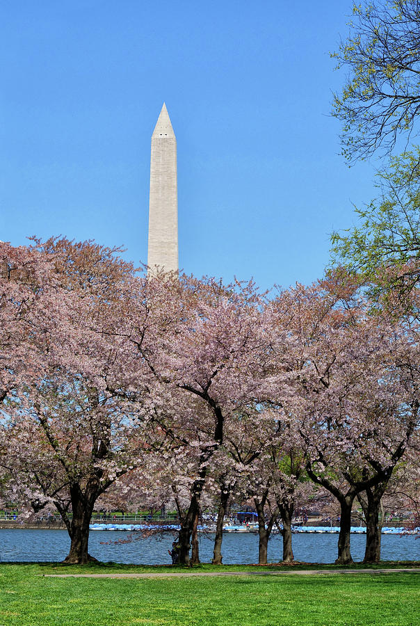Washington D.C. Cherry Blossom Festival and the Washington Monument Photograph by Brendan Reals
