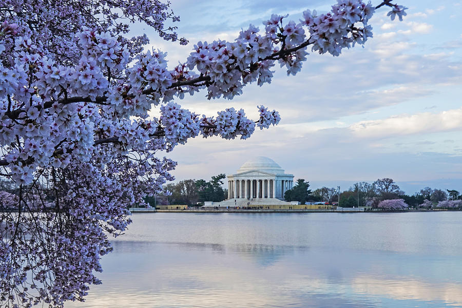 Washington DC Cherry Blossom Festival Thomas Jefferson Memorial Photograph by Toby McGuire