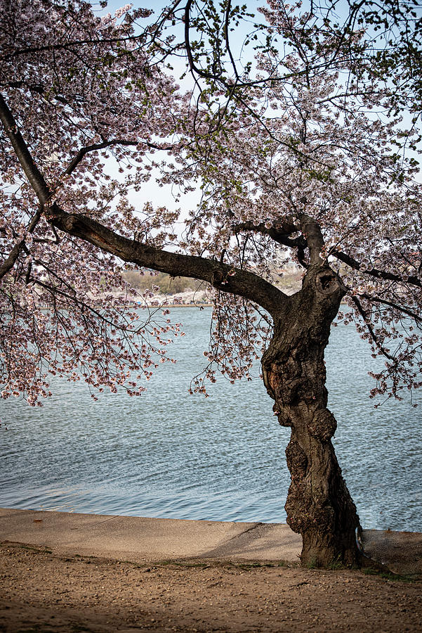 Washington DC-Cherry Tree Blossoms Photograph by Judy Wolinsky