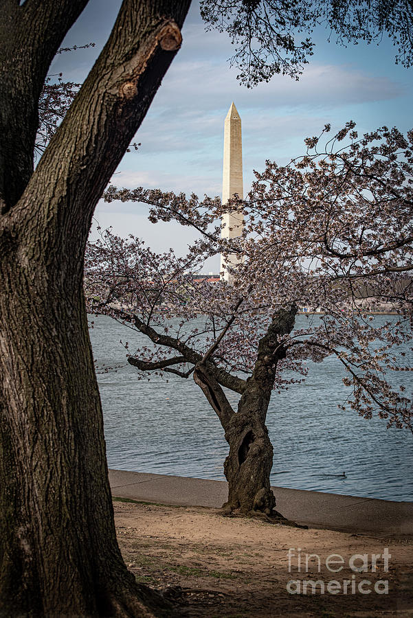 Washington Dc-monuments And Cherry Blossoms Photograph by Judy Wolinsky