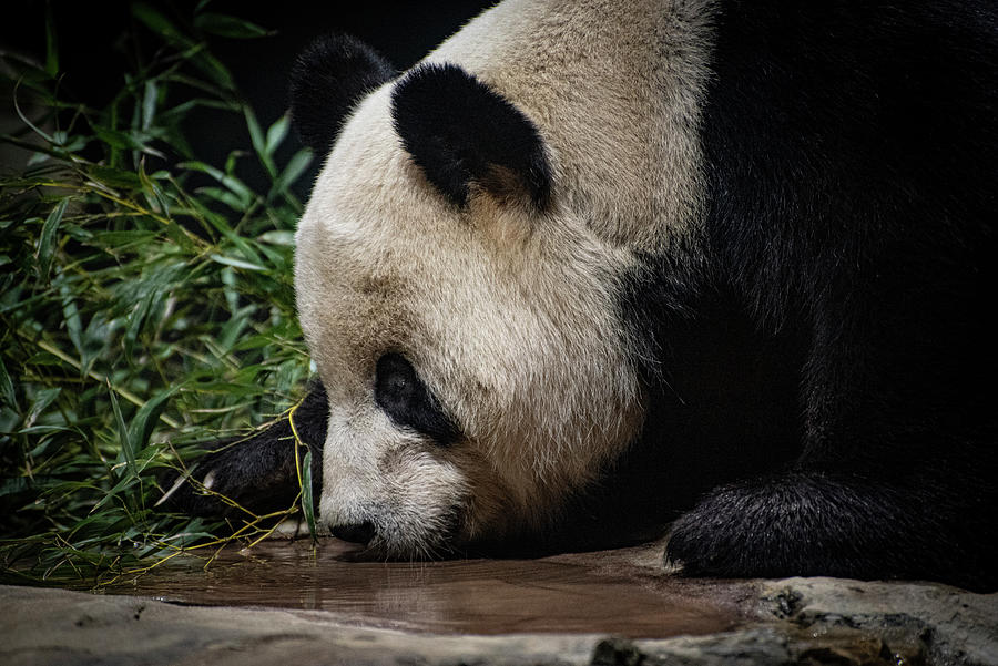 Washington DC-Thirsty Panda Bear Photograph by Judy Wolinsky