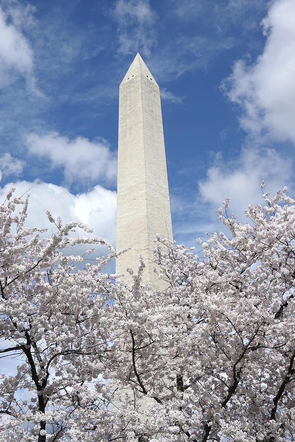 Washington DC Washington Monument Over the Cherry Blossom Trees Photograph by Toby McGuire
