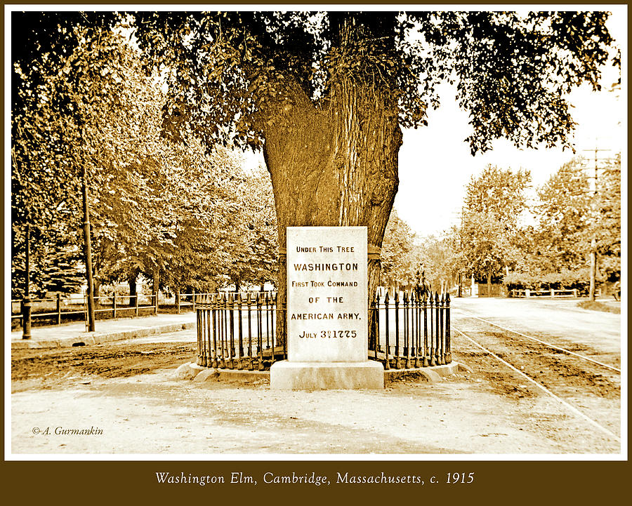 Washington Elm, Cambridge, Massachusetts, c. 1915 Photograph by A Macarthur Gurmankin