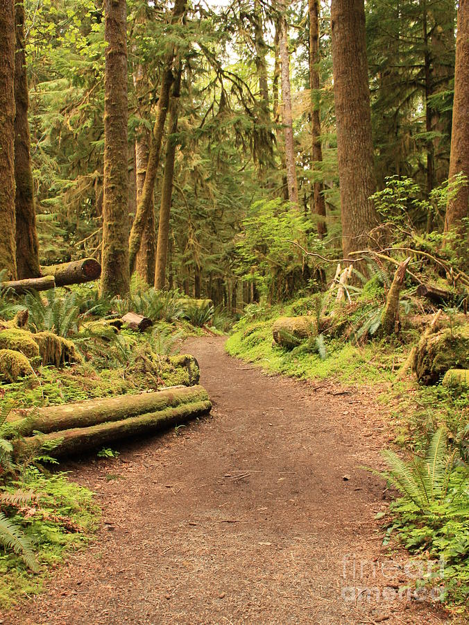 Washington Landscapes - Rainforest Path Photograph by Carol Groenen
