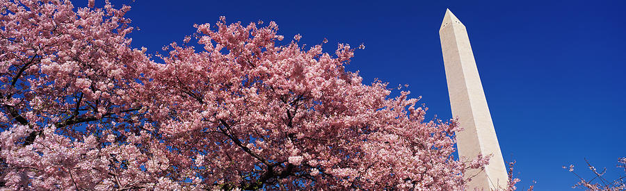 Washington Monument & spring cherry blossoms Photograph by Photodisc