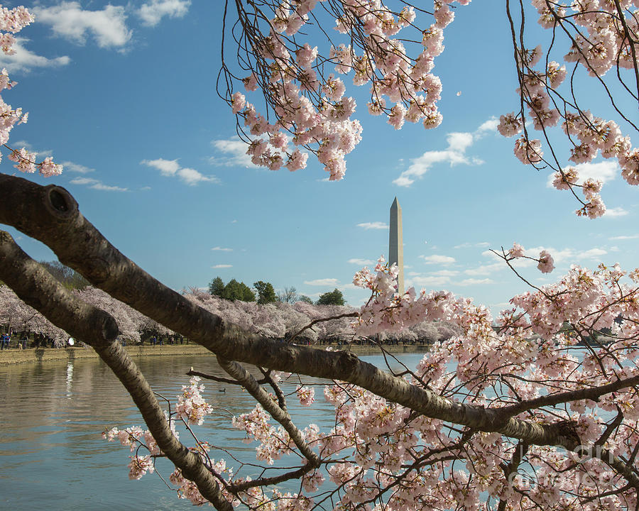Washington monument among the cherry blossoms Photograph by Agnes Caruso