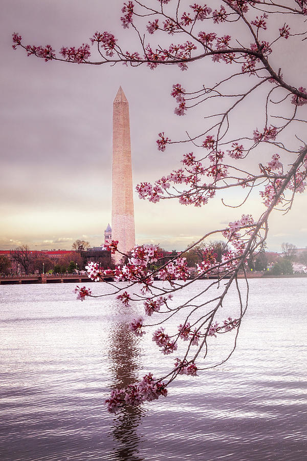 Washington Monument Blossoms Photograph by Andrew Soundarajan