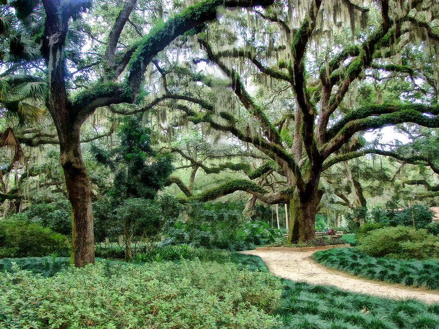 are dogs allowed in washington oaks state park