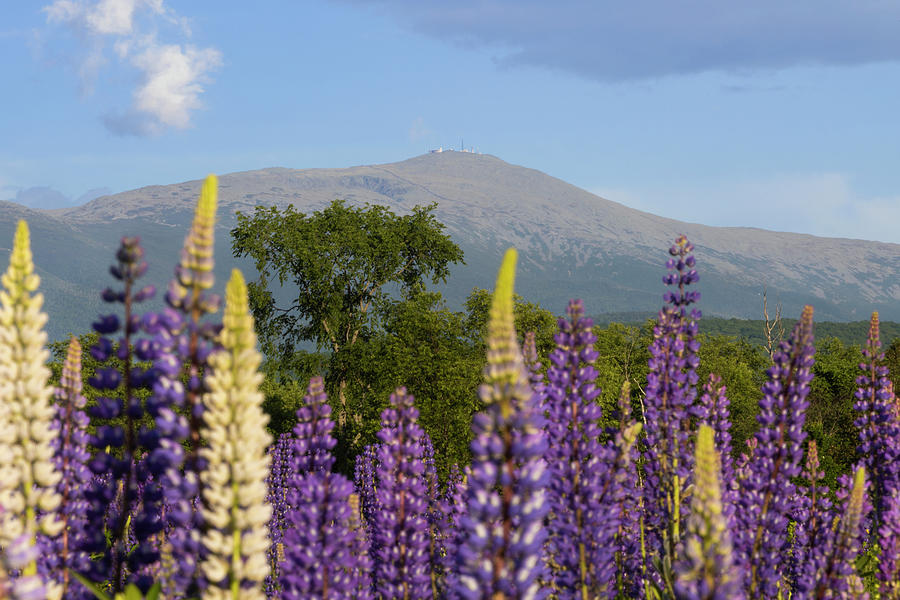 Washington Over Lupine Photograph by White Mountain Images