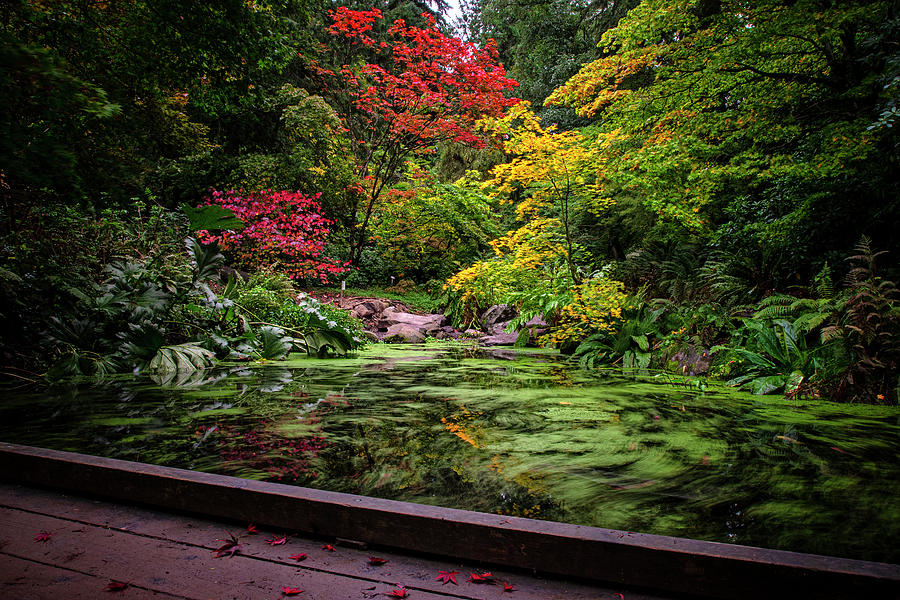 Washington Park Arboretum Fall Colors Photograph by Matt McDonald