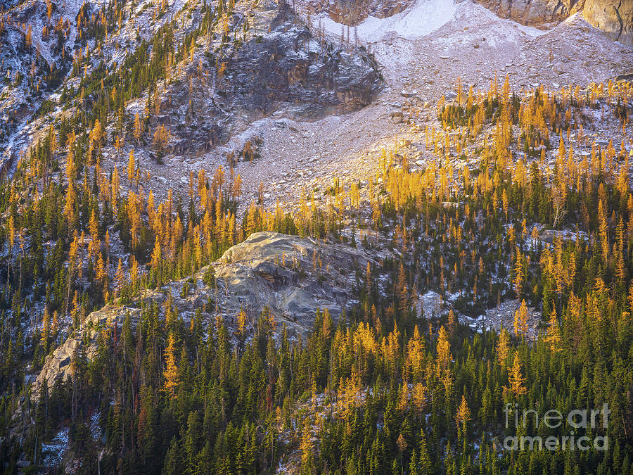 Washington Pass Fall Colors Photograph
