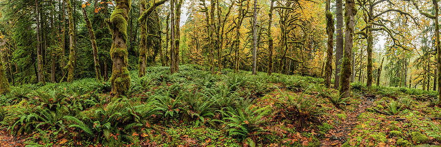 Washington Rainforest Photograph by Kelly VanDellen