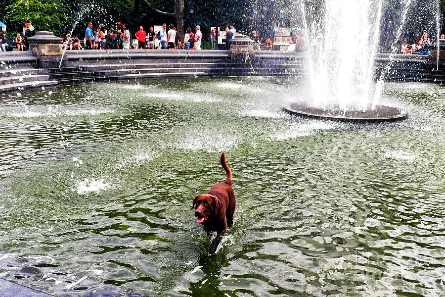 Washington Square Park Dog Days of Summer in New York City Photograph by John Rizzuto