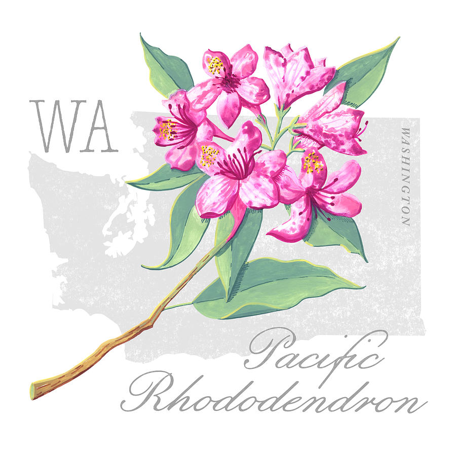 Washington State Flower Pacific Rhododendron Art by Jen Montgomery Painting by Jen Montgomery