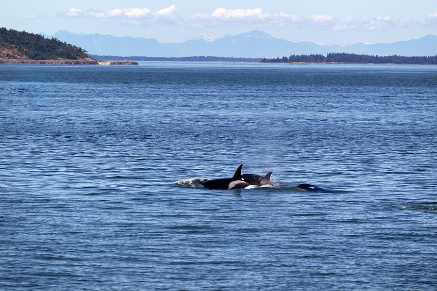 Washington state showing Pacific sound ocean, Orca killer whales