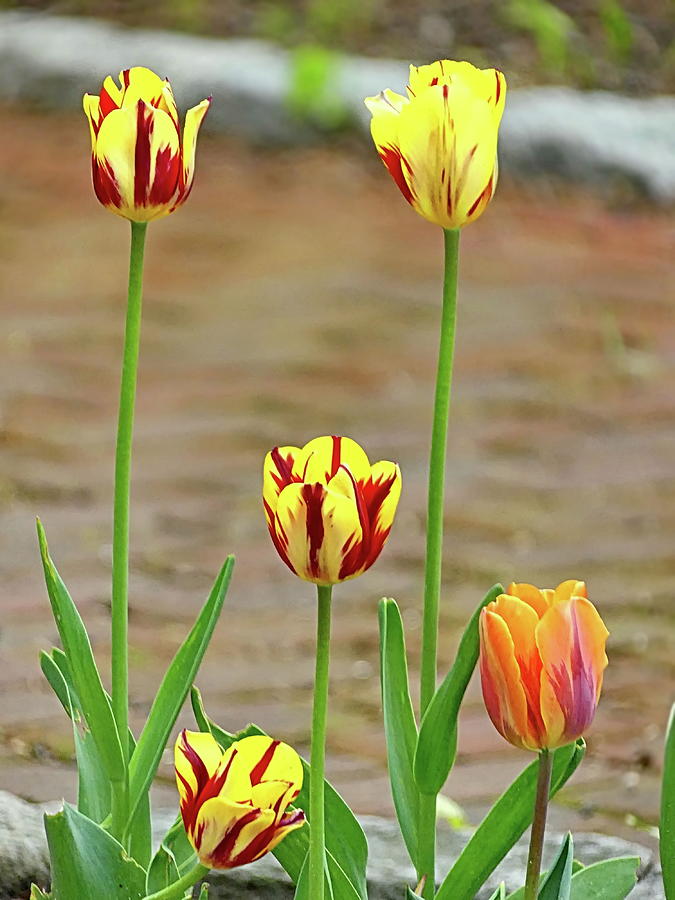 Washington Tulips  Photograph by Lyuba Filatova