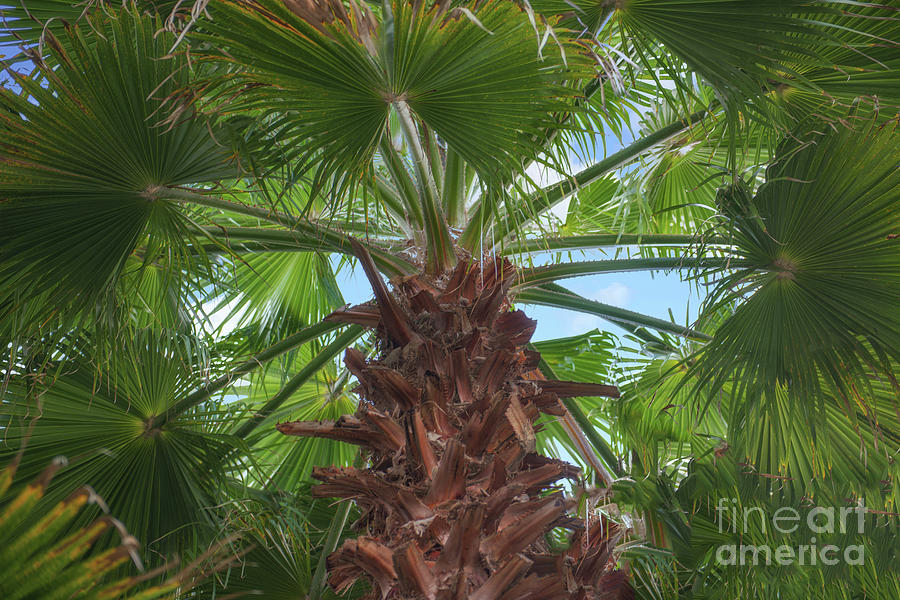 Washingtonia Palm Fronds Photograph