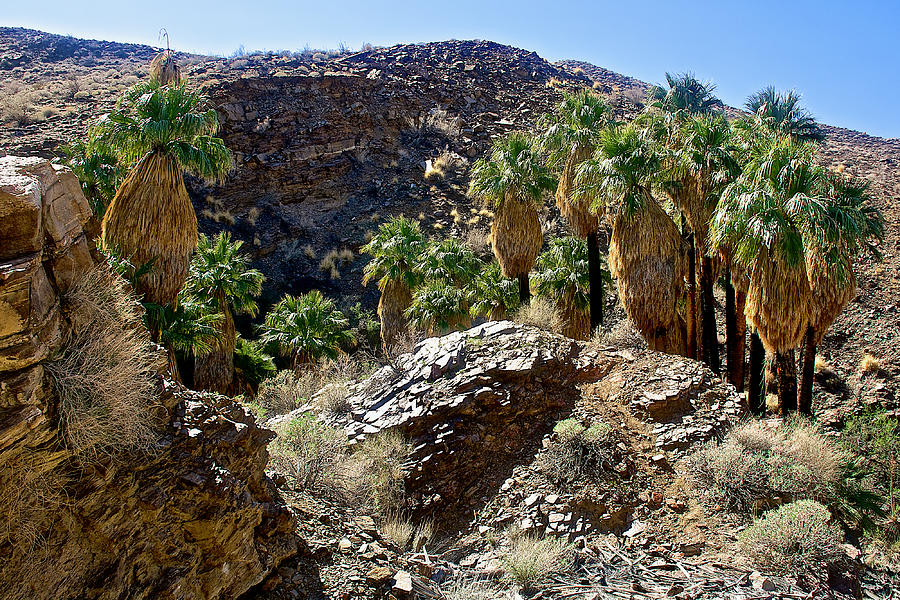 Washingtonian Fan Palm Grove Lower Palm Canyon Trail in Indian Canyons near Palm Springs,California  Photograph by Ruth Hager