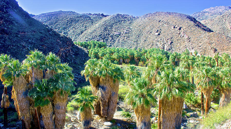 Washingtonian Fan Palm Grove, Palm Canyon from Beginning of Fern Trail in Indian Canyons,California Photograph by Ruth Hager