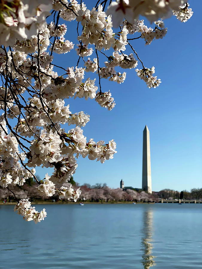 Washington's Cherry Blossoms Photograph by Lori Coleman - Fine Art America