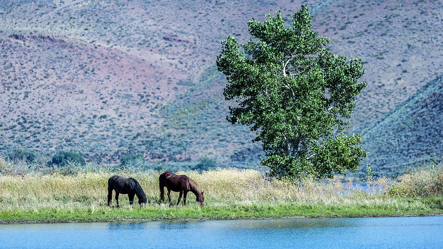 Washoe Isle Photograph by John T Humphrey Washoe Isle Photograph by John T Humphrey