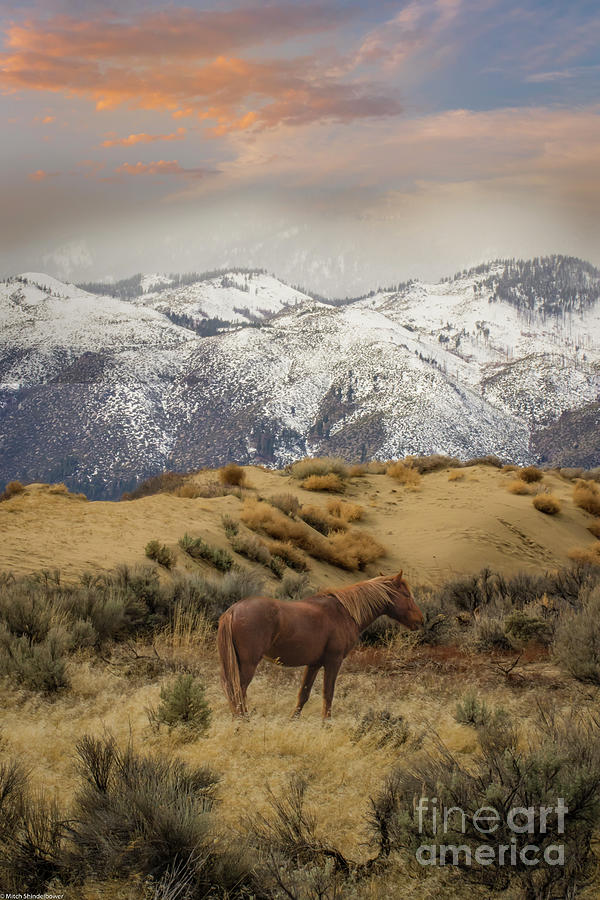 Wildlife Photograph - Washoe Mustang Stallion 2 by Mitch Shindelbower
