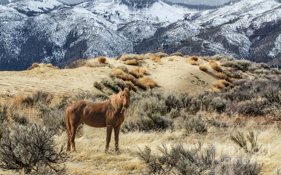 Washoe Mustang Stallion Photograph by Mitch Shindelbower