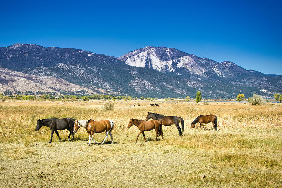 Washoe Wild Mustangs Photograph by Steph Gabler