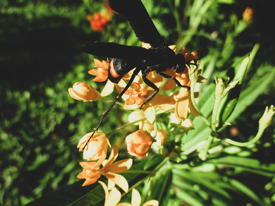 Wasp and Asclepias curassavica Photograph by W Craig Photography