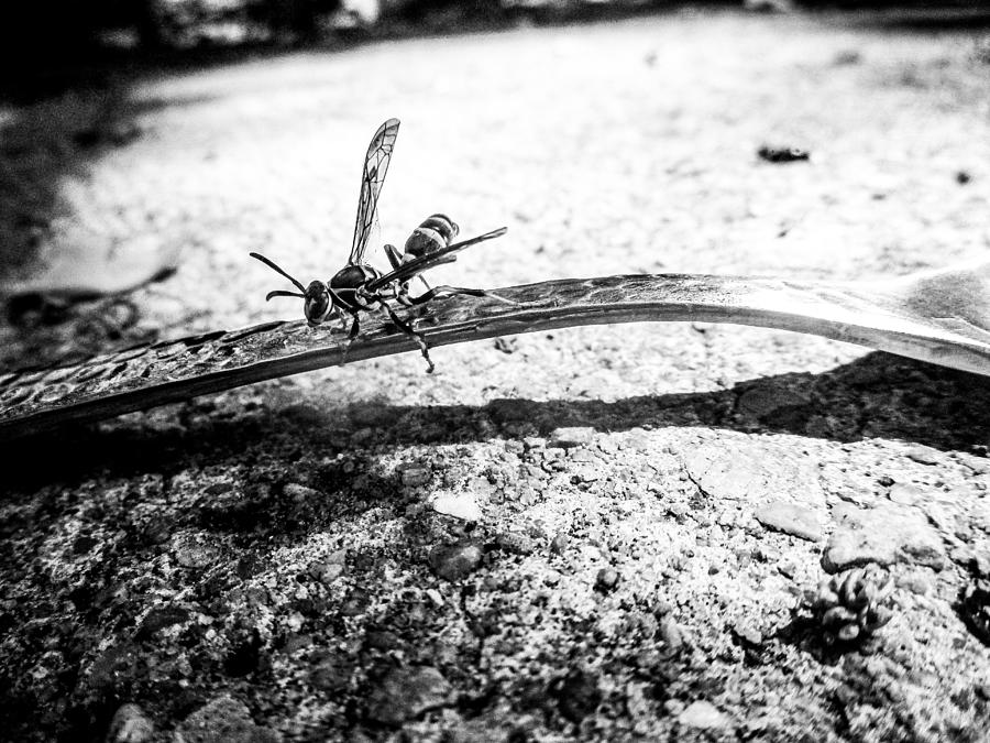 Wasp and Spoon Photograph by W Craig Photography
