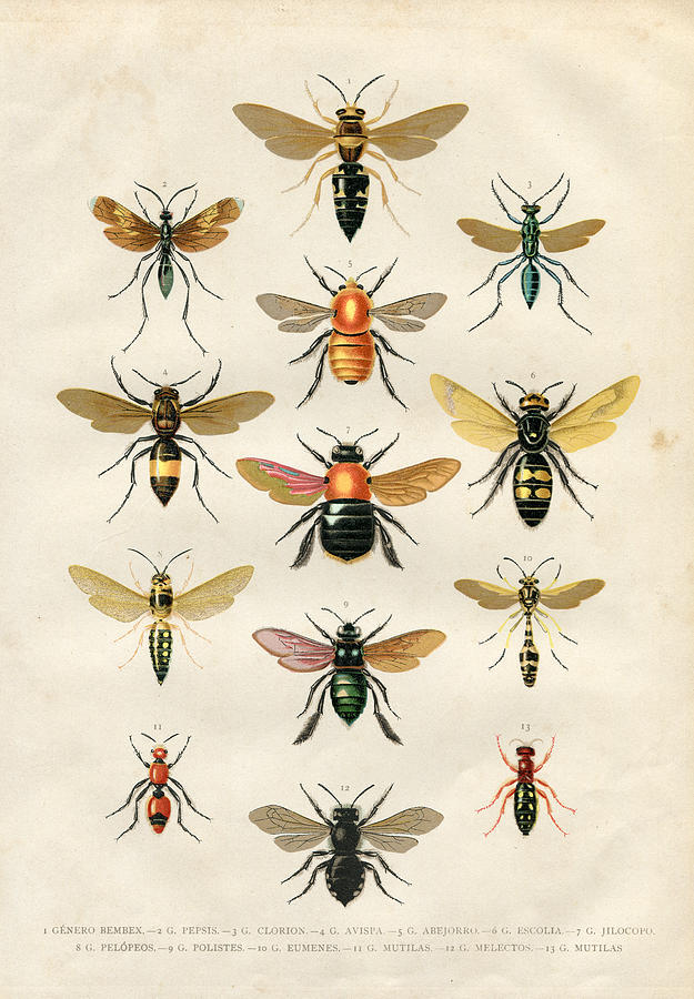 Wasp bumblebee insects illustration 1881 Drawing by Grafissimo