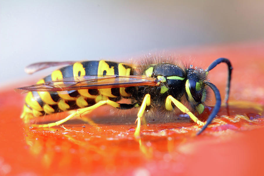 Wasp Eating Honey Photograph by Mikhail Kokhanchikov