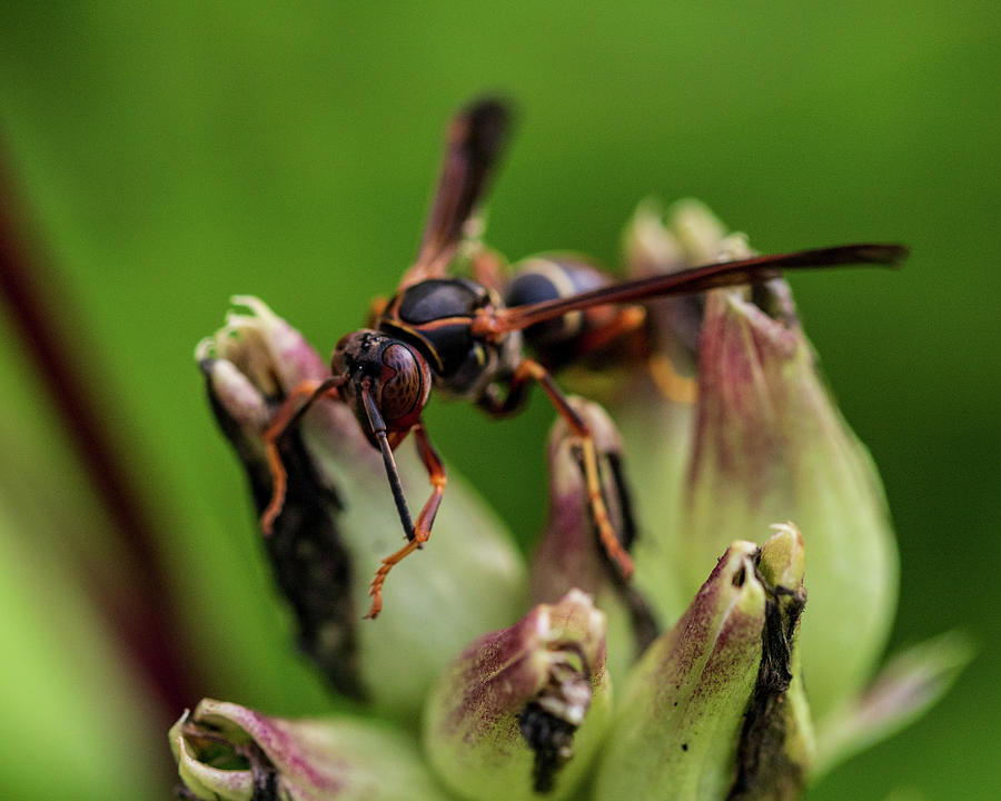 Wasp - Macro Photography Photograph by Amelia Pearn
