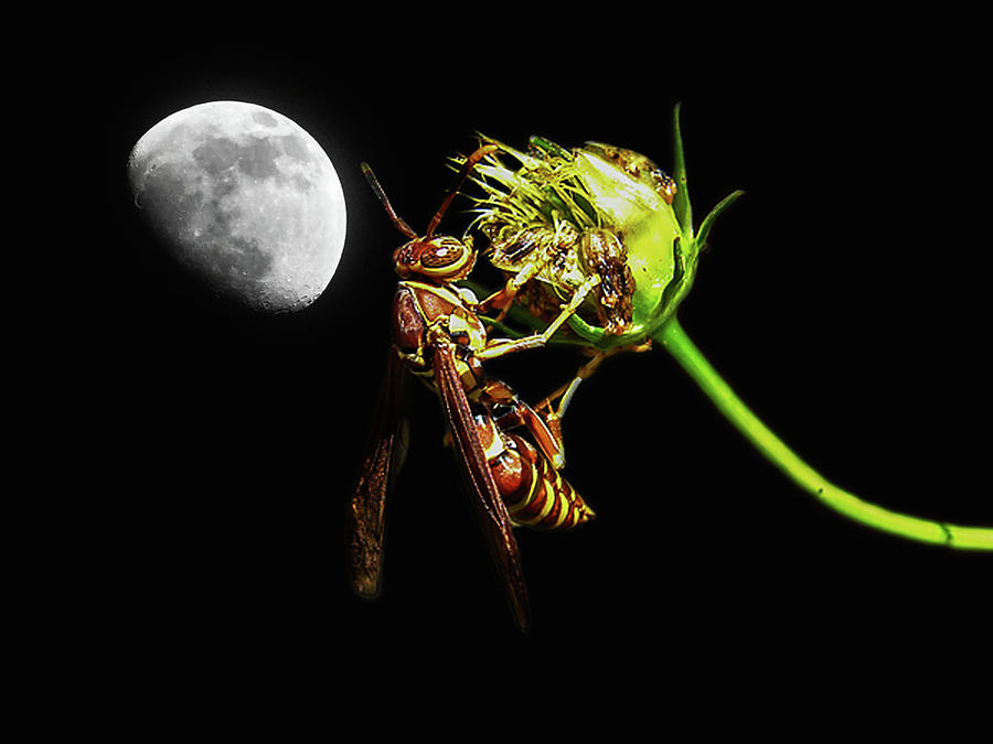 Wasp Moon Photograph by Carl Moore