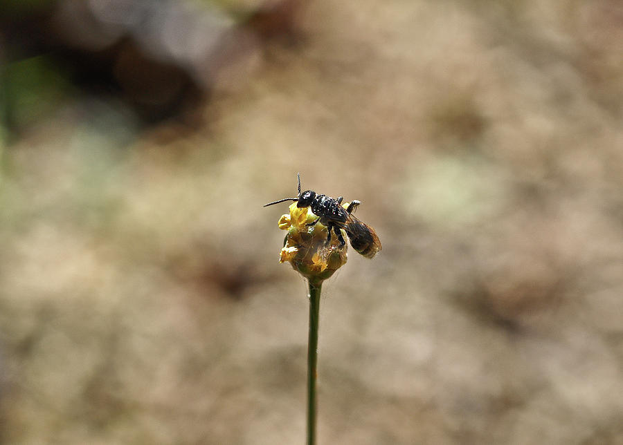 Wasp on a Bulb Photograph by WAZgriffin Digital