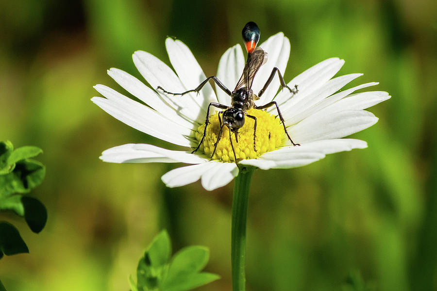 Wasp on a flower Photograph by SAURAVphoto Online Store