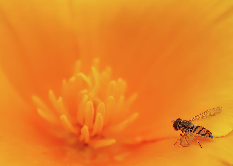 Wasp On A Golden Poppy Photograph