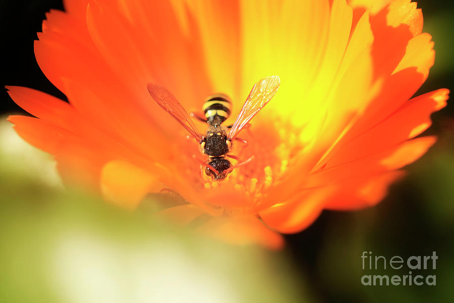 Wasp on a Marigold Photograph by Terri Waters