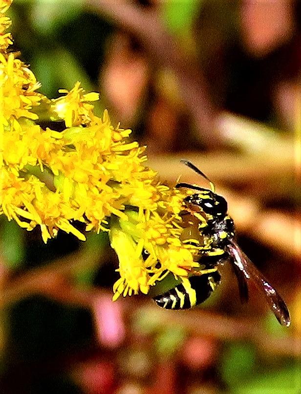 Wasp on Goldenrod in Autumn Photograph by Linda Stern Wasp on Goldenrod in Autumn Photograph by Linda Stern
