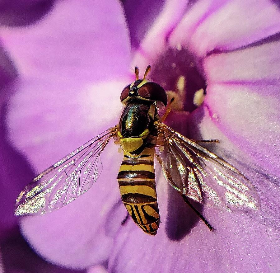 Wasp on phlox  Photograph by Bruce Carpenter