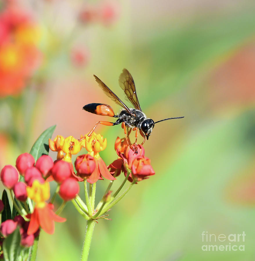 Wasp on the Wildflowers Photograph by Kerri Farley
