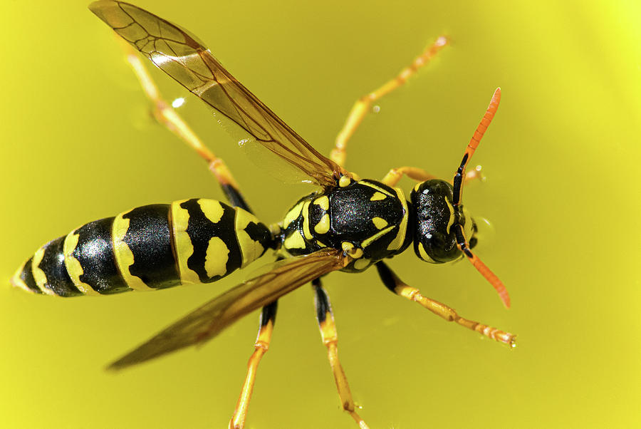 Wasp On Water Photograph by Wayne Stadler